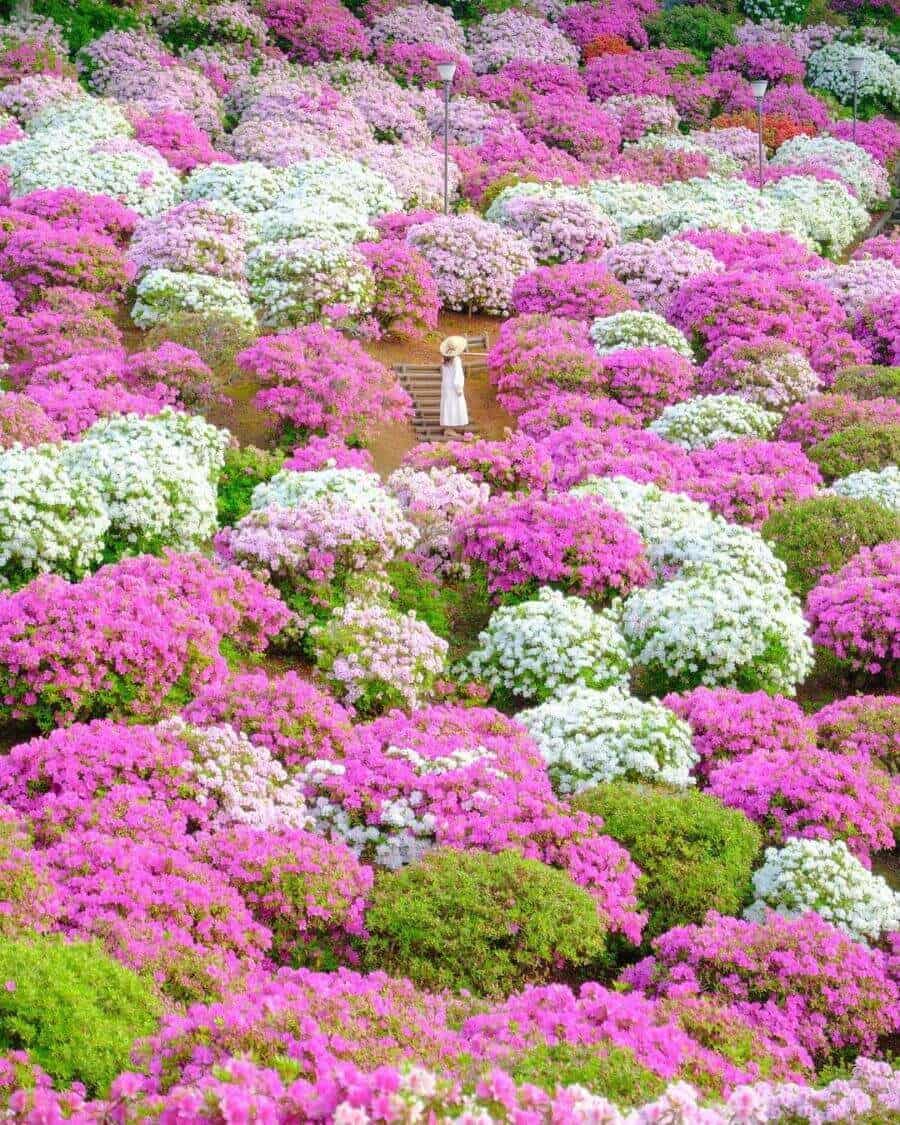 Hoa đỗ quyên thường nở rộ từ tháng 4 đến tháng 5, khoe sắc thắm khắp đất nước Nhật Bản