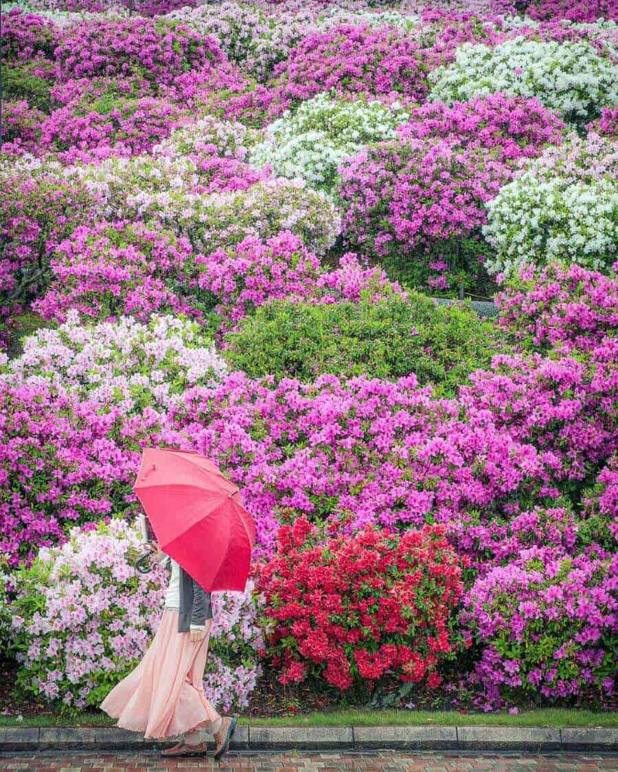 Với đa dạng màu sắc từ đỏ, hồng, tím đến trắng, vàng, hoa đỗ quyên tạo nên những thảm hoa rực rỡ, điểm tô cho cảnh quan thêm phần sinh động