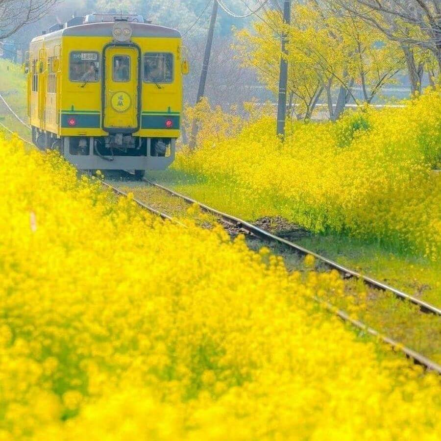 Hoa cải vàng là một trong những loài hoa báo hiệu mùa xuân đến trên khắp đất nước mặt trời mọc