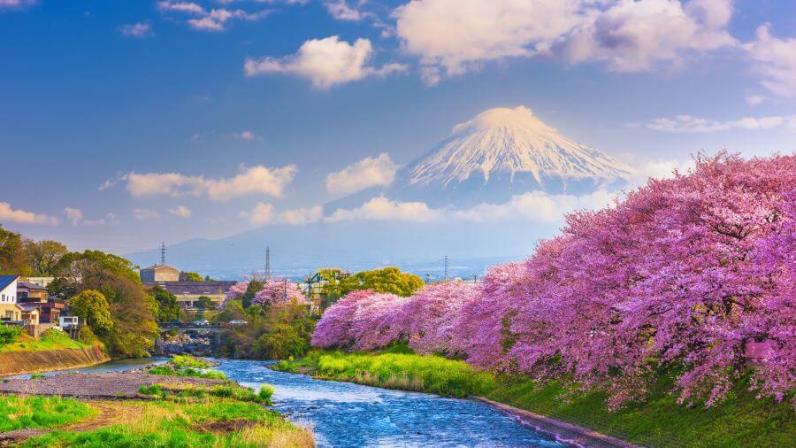 Hoa anh đào là loài hoa được xem như biểu tượng của mùa xuân tại Nhật Bản