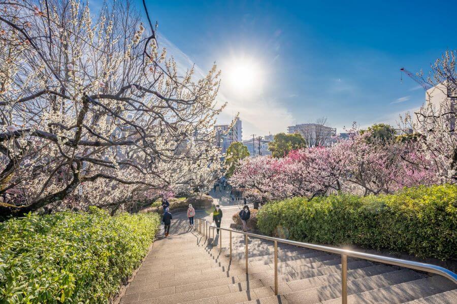 Hoa mơ thường nở sớm hơn, từ cuối tháng 1 đến đầu tháng 3, báo hiệu mùa xuân đang đến sau những tháng đông giá lạnh