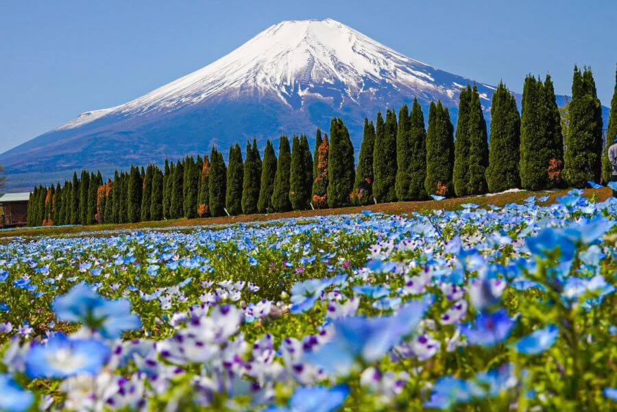 Màu xanh trong trẻo của hoa gợi liên tưởng đến bầu trời trong xanh, tượng trưng cho hy vọng, sự bình yên và cả tình yêu trong sáng
