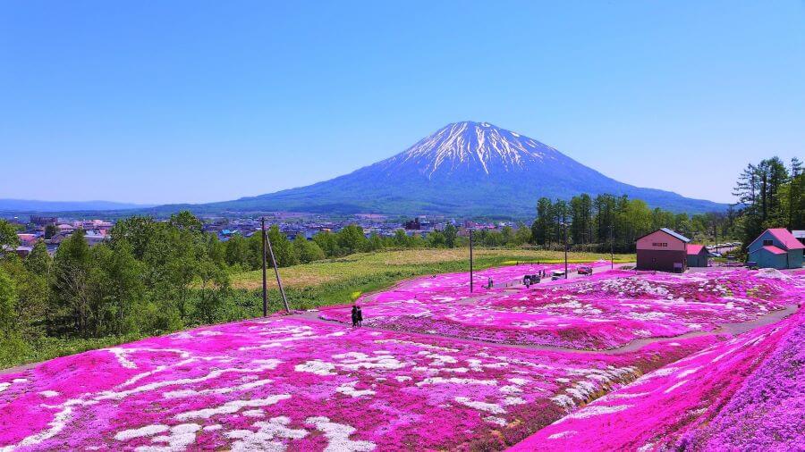 Hoa chi anh mang một vẻ đẹp độc đáo và quyến rũ, không hề thua kém bất kỳ loài hoa mùa xuân nào khác