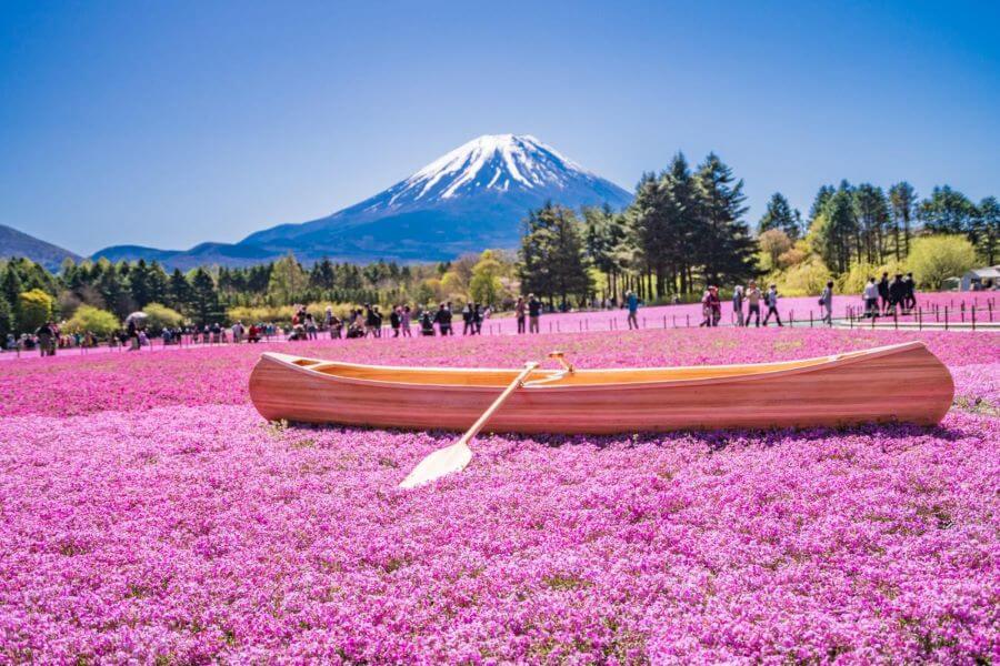 Hoa chi anh tượng trưng cho vẻ đẹp giản dị, tinh khôi và sự kiên nhẫn