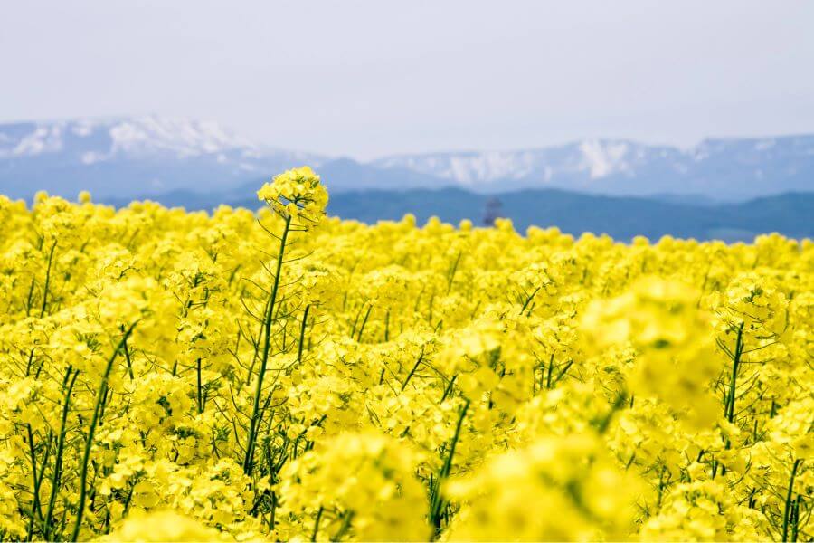 Hoa cải dầu là một loài hoa mùa xuân tuyệt đẹp, với vẻ đẹp tươi tắn và màu sắc rực rỡ
