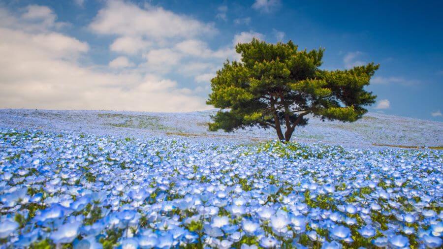 Hoa nemophila là một loài hoa mùa xuân tuyệt đẹp, với vẻ đẹp dịu dàng, tinh khôi và màu sắc xanh biếc đặc trưng