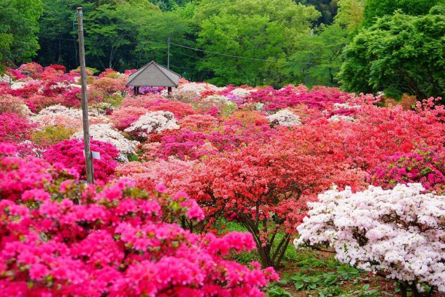 Hoa đỗ quyên là một loài hoa mùa xuân tuyệt đẹp, với vẻ đẹp quyến rũ và màu sắc đa dạng