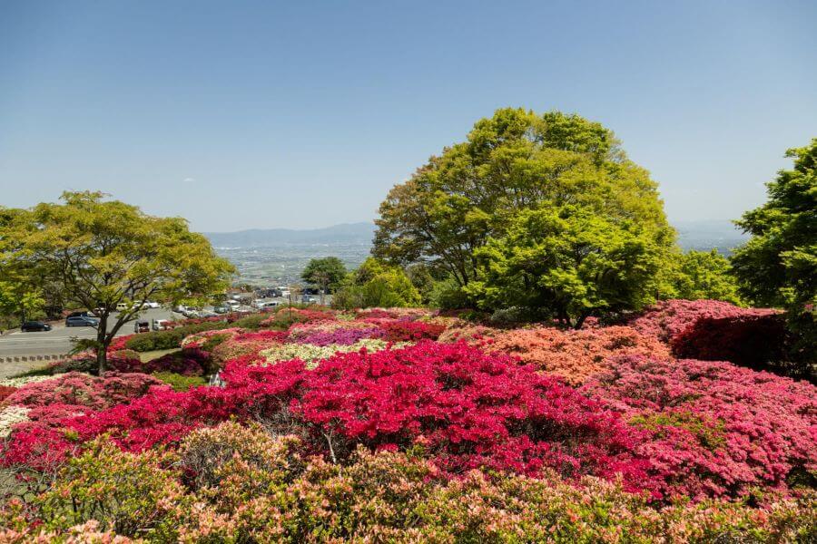 Những bông hoa đỗ quyên có nhiều màu sắc khác nhau, từ trắng tinh khôi đến hồng phớt dịu dàng, tím lãng mạn hay đỏ rực rỡ