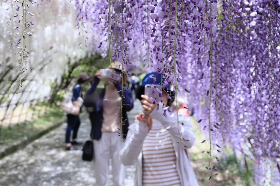 Hoa tử đằng với sắc tím mộng mơ khiến nhiều du khách say đắm