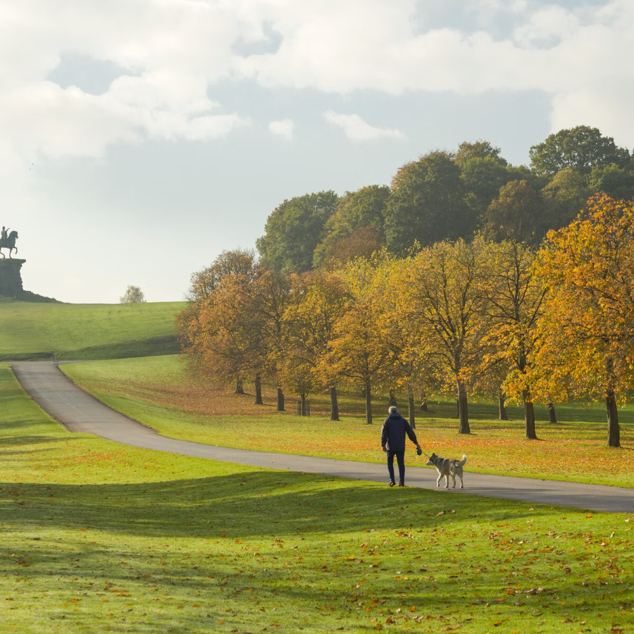 Windsor Great Park vào mùa thu là một bức tranh tuyệt đẹp mà thiên nhiên ban tặng cho vùng đất hoàng gia