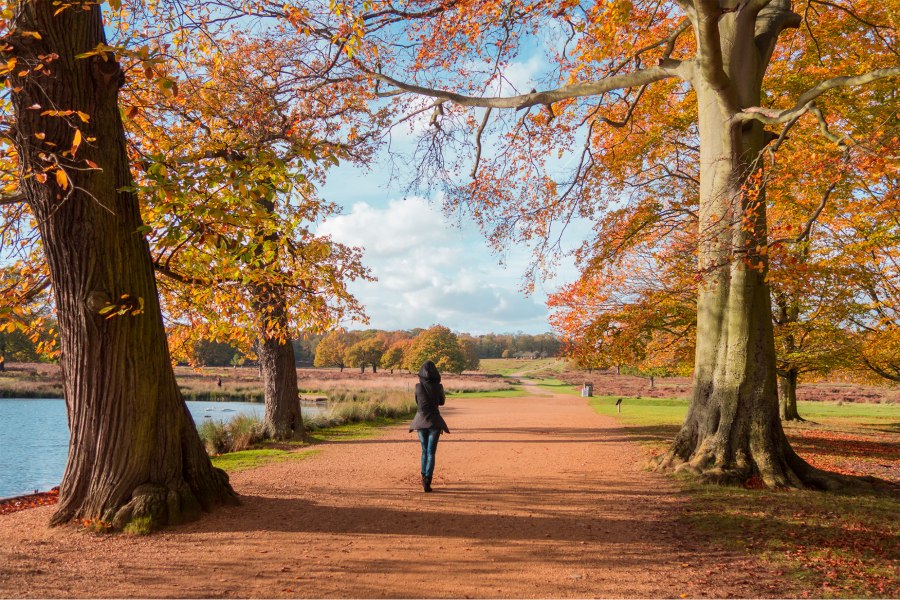 Richmond Park vào mùa thu như một bức tranh thủy mặc tuyệt đẹp giữa lòng London sôi động