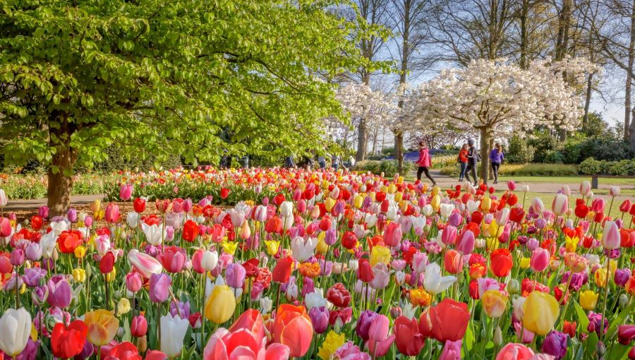 Những cánh đồng hoa tulip rực rỡ sắc màu tại Keukenhof, Hà Lan 