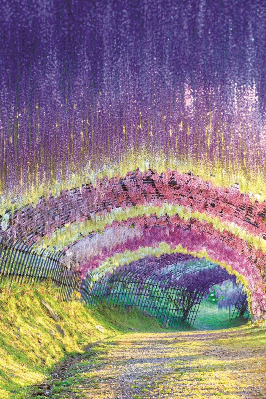 Khung cảnh lãng mạn tuyệt đẹp khi Nhật Bản vào mùa hoa tử đằng