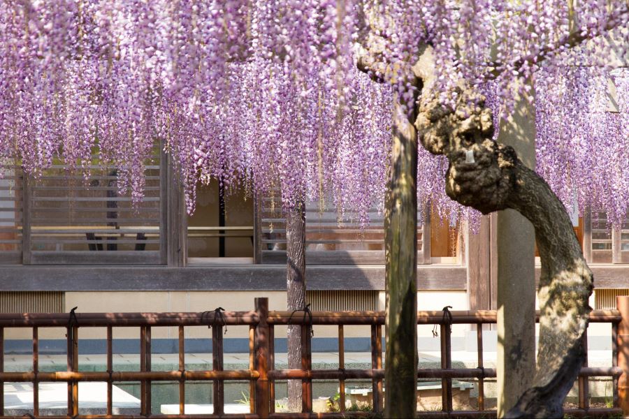 Mùa hoa tử đằng Nhật Bản diễn ra khi nào?