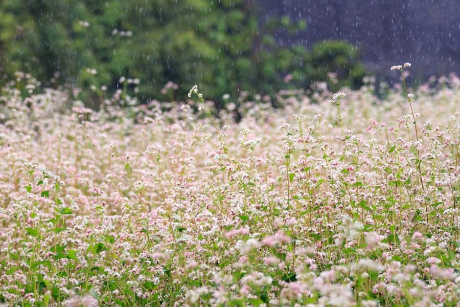 Chiêm ngưỡng vẻ đẹp của những cánh đồng hoa tam giác mạch rực rỡ và xinh đẹp tại Đà Lạt