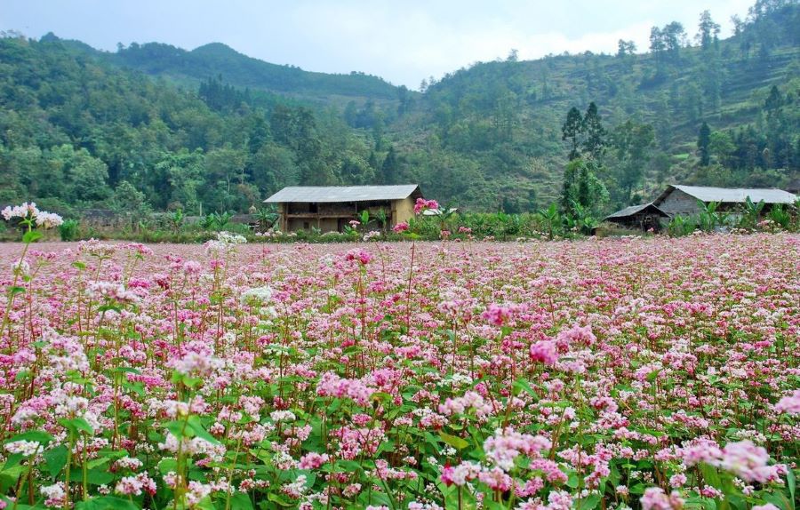 Tam giác mạch là hoa gì?