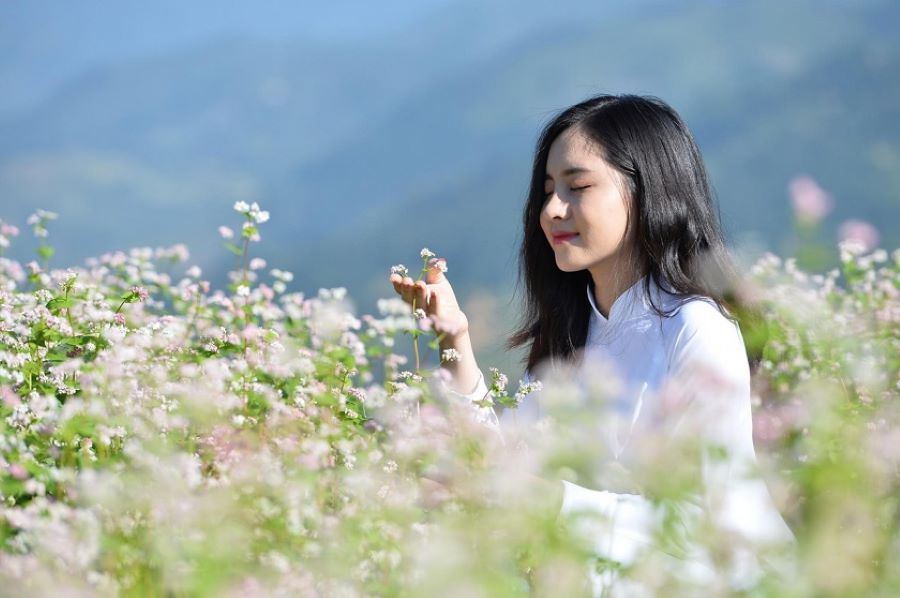 Khi mùa thu về, Hà Giang lại bừng lên một màu sắc mới với hàng triệu bông hoa tam giác mạch nở rộ khắp nơi