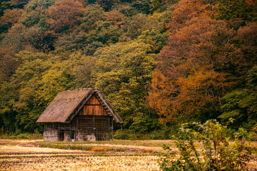 Mùa thu là thời điểm lý tưởng để ghé thăm Làng cổ Shirakawago khi những chiếc lá phong đỏ rực, lá vàng óng ả