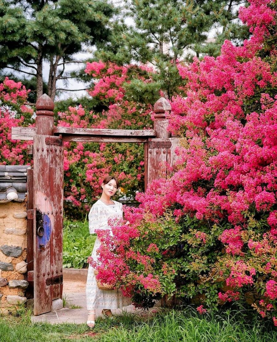 Hoa tường vi - Nét rực rỡ của mùa hè Hàn Quốc