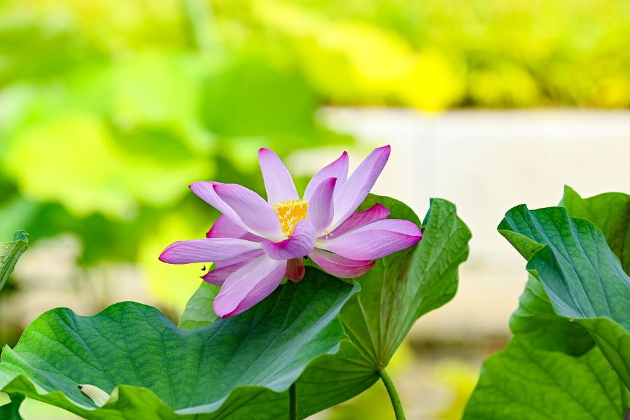 Hoa sen - Biểu tượng thanh tao của mùa hè Hàn Quốc