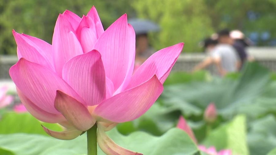 Hoa sen mang hương thơm dịu nhẹ, thanh tao, lan tỏa trong không khí, mang đến cảm giác thư thái và bình yên cho tâm hồn