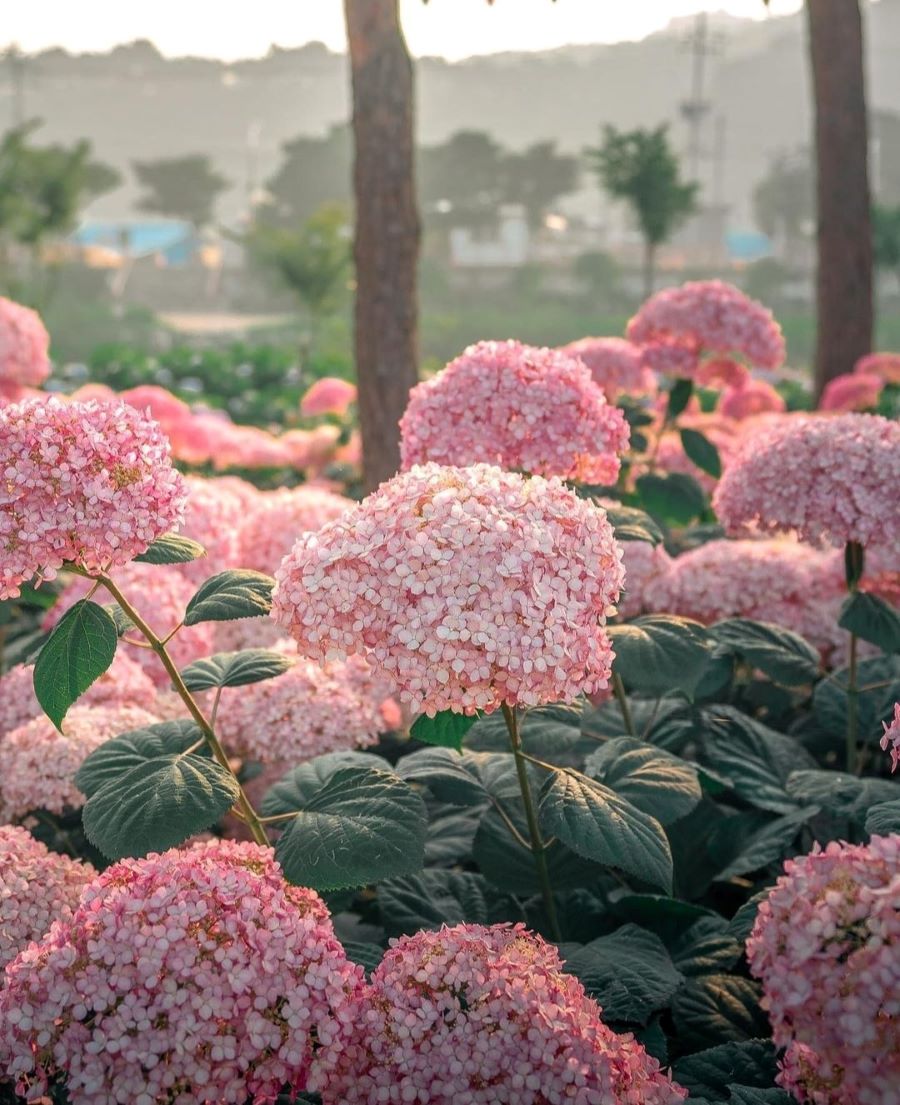 Hoa cẩm tú cầu - Biểu tượng lãng mạn của mùa hè Hàn Quốc