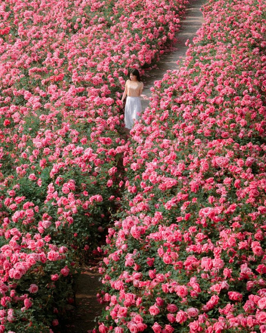 Hoa hồng - Nữ hoàng kiêu sa của mùa hè Hàn Quốc