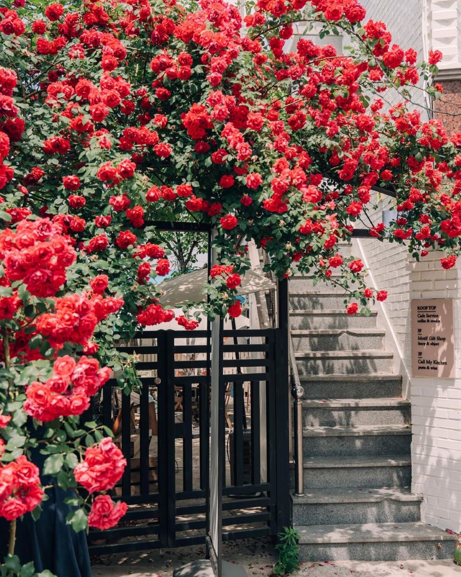 Hoa hồng, biểu tượng của tình yêu và sắc đẹp, là một trong những loài hoa được yêu thích nhất ở Hàn Quốc