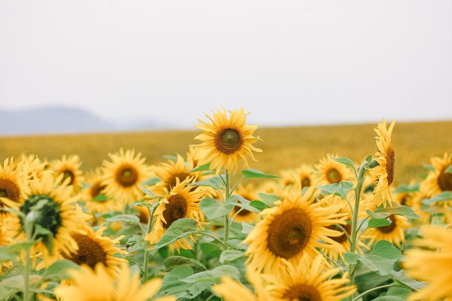 Hoa hướng dương - Biểu tượng rực rỡ của mùa hè Hàn Quốc