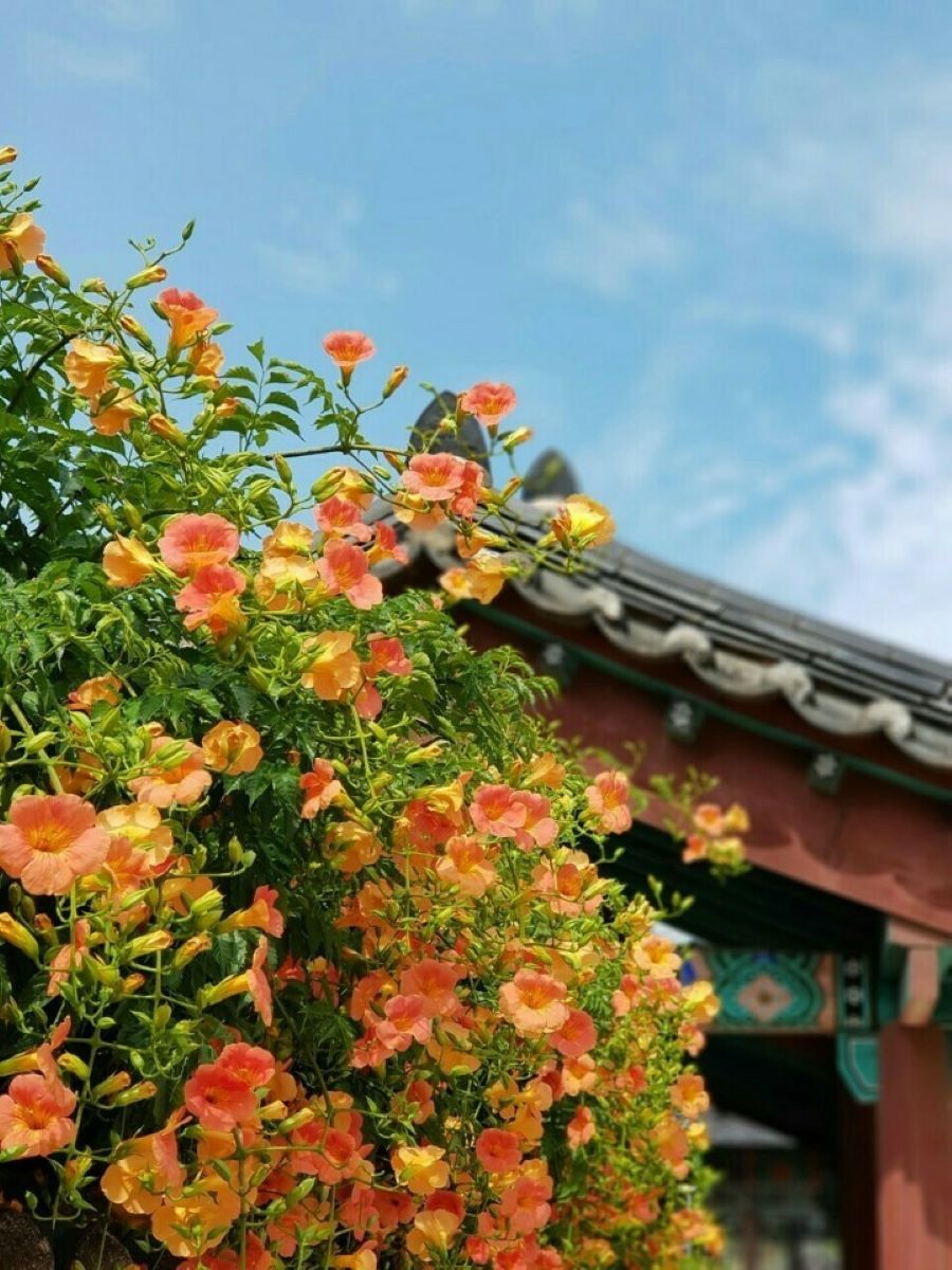 Hoa đăng tiêu - Loài hoa rực rỡ của mùa hè Hàn Quốc