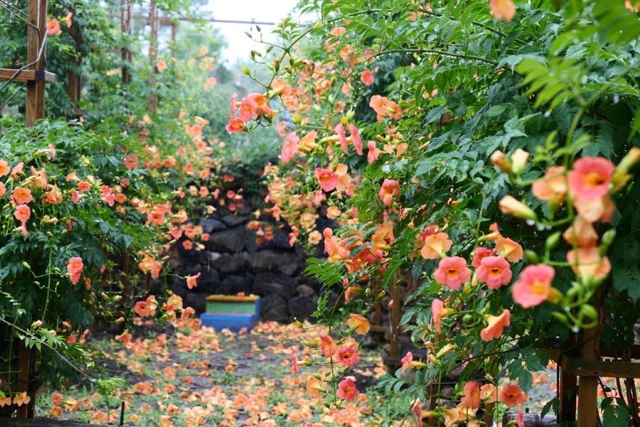 Hoa đăng tiêu không chỉ đẹp về hình thức mà còn mang hương thơm dịu nhẹ, thoang thoảng tạo nên bầu không khí trong lành cho mùa hè xứ Hàn