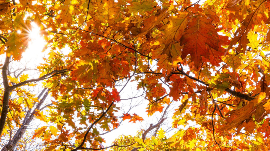 Thành phố Durbuy - Một trong những địa điểm du lịch Bỉ mùa thu đầy thơ mộng