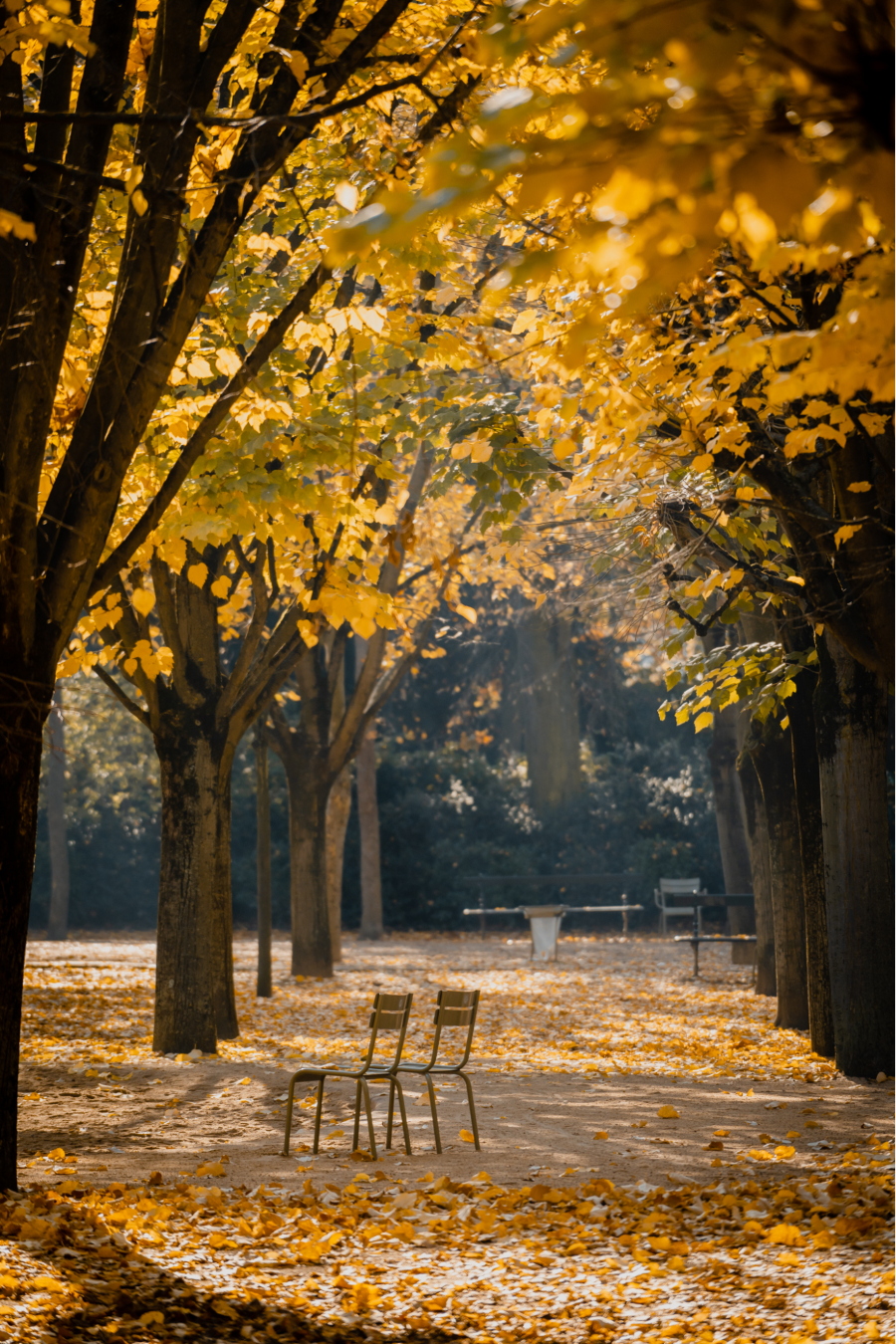 Ath, vốn nổi tiếng với kiến trúc độc đáo và bề dày lịch sử, càng trở nên quyến rũ hơn bao giờ hết khi thu về