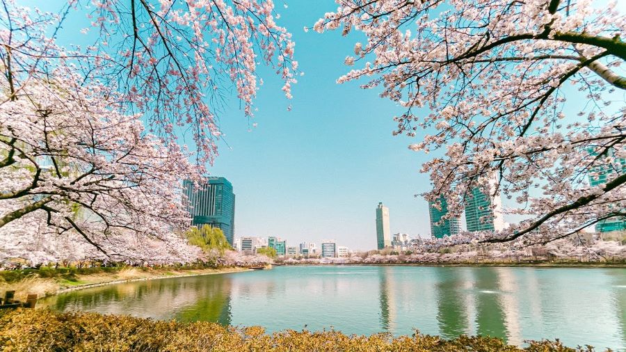 Hồ Seokchon mỗi độ xuân về lại khoác lên mình chiếc áo mới tràn đầy sức sống