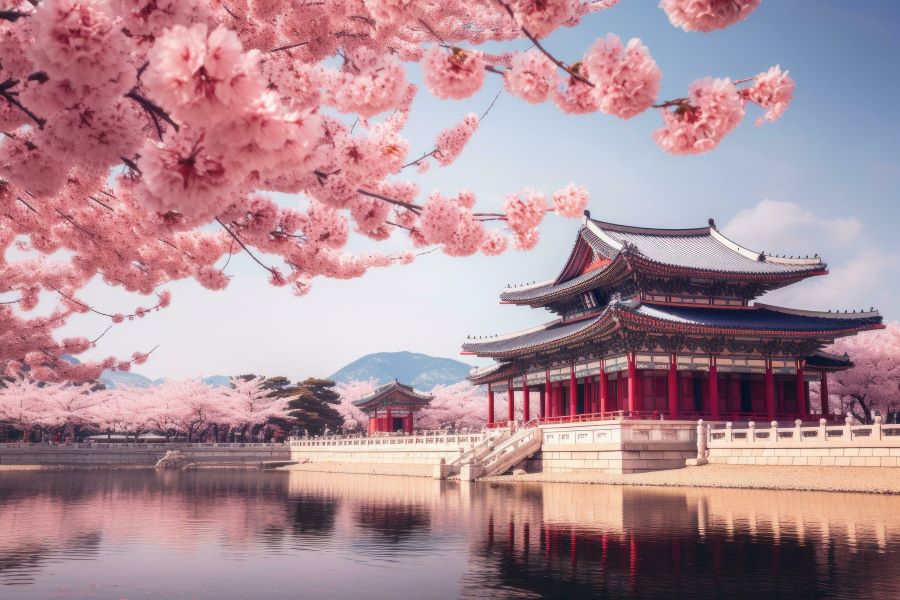 Cung điện Gyeongbokgung - tọa độ lý tưởng để du khách có thể thưởng lãm vẻ đẹp thanh tao, dịu dàng của những cánh anh đào 
