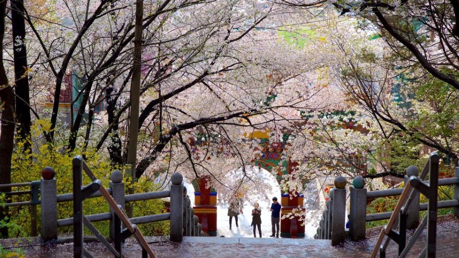 Công viên Jayu là một trong những điểm phải đến để ngắm mùa hoa anh đào tại Incheon