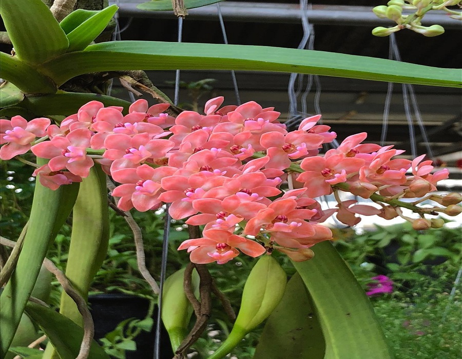 "Chợ kẻ cắp" và những khu mua sắm nổi tiếng ở Bangkok