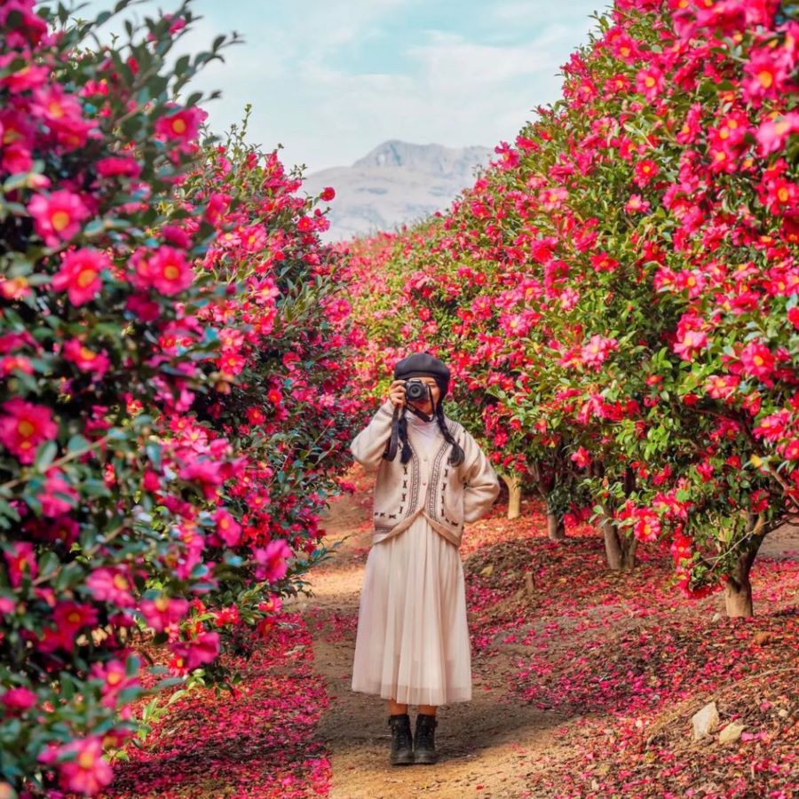 Choáng ngợp trước vẻ đẹp đầy mê hoặc tại Đồi hoa trà ở Jeju Hàn Quốc