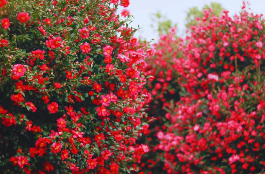 Vào mùa xuân, những bông hoa trà nở rộ, khoe sắc thắm dưới bầu trời xanh biếc, tạo nên một khung cảnh đẹp đến ngỡ ngàng
