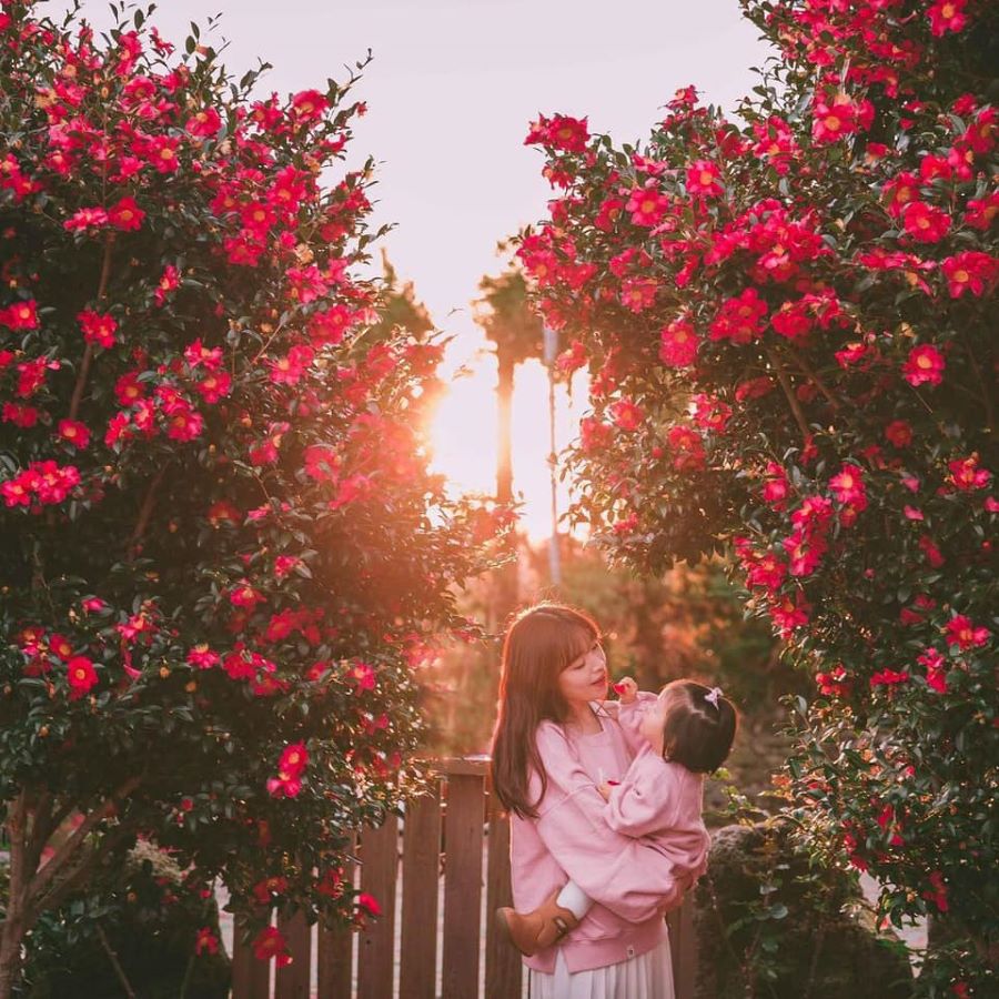 Mê mẩn trước vẻ đẹp của Đồi hoa trà trên đảo Jeju