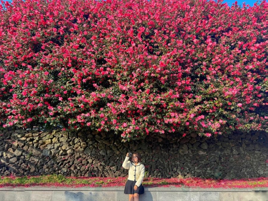 Những bông hoa trà đua nhau nở khoe sắc làm say lòng biết bao du khách từ khắp mọi nơi