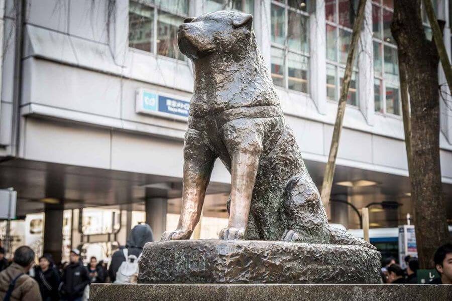 Bức tượng Hachiko tại ga Shibuya đã trở thành một địa điểm nổi tiếng, là điểm hẹn quen thuộc của người dân Tokyo