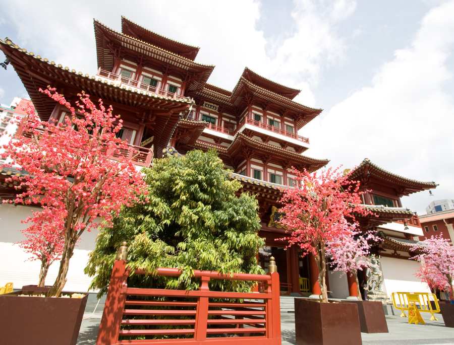 Khung cảnh rực rỡ mỗi khi mùa xuân về tại chùa răng phật Singapore