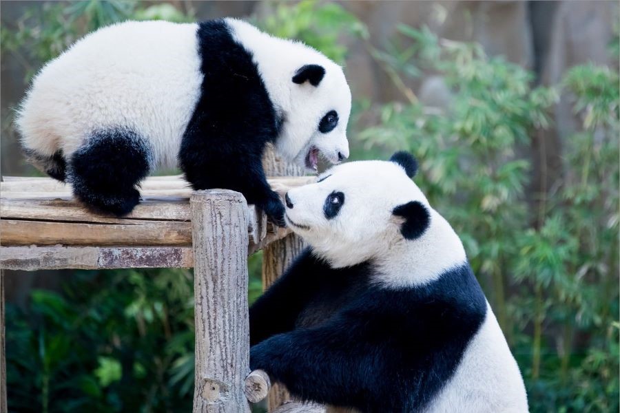 Công viên Gấu Trúc Đô Giang Yển là điểm đến cực kỳ thú vị trong hành trình tour