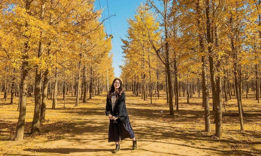 Đảo Nami thu hút rất nhiều du khách đến check in vào mùa thu