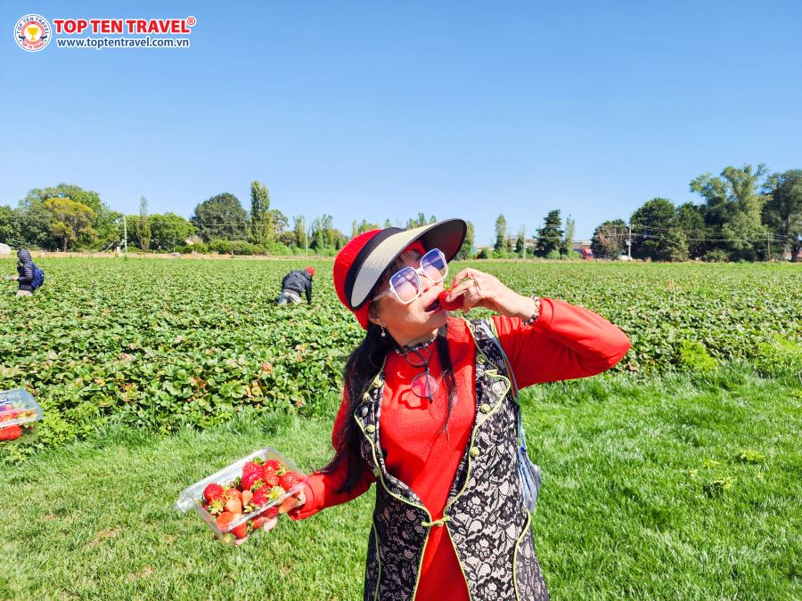 Đoàn khách nhà Top Ten Travel trải nghiệm tự tay hái trái cây trong tour Úc 