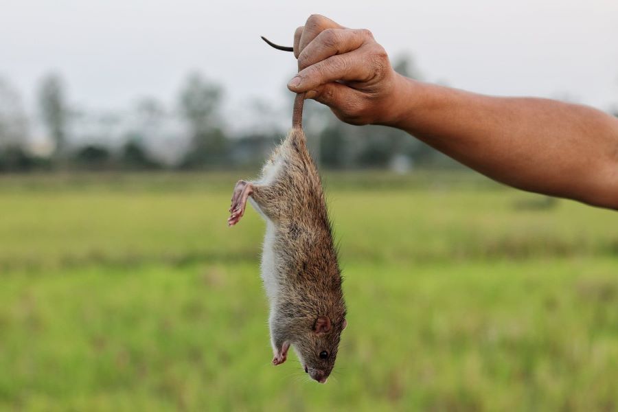 Tìm hiểu cách bắt chuột độc đáo của người miền Tây