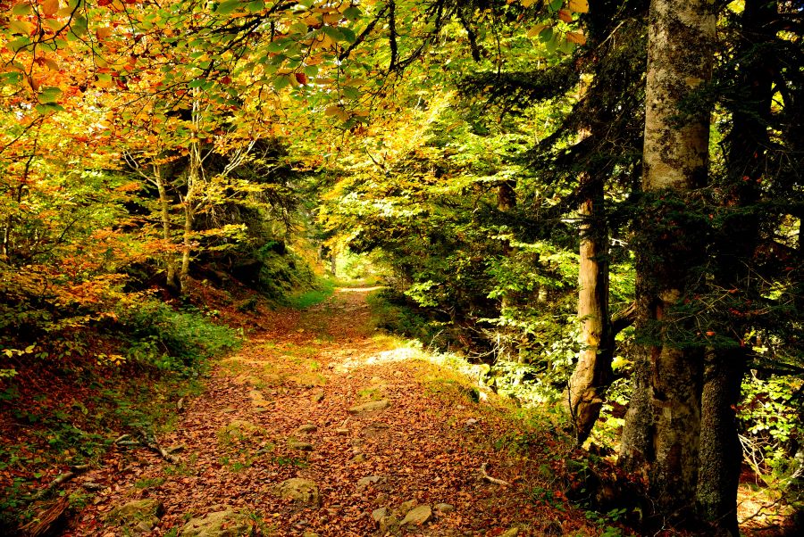 Những khu rừng bước vào mùa thay lá tuyệt đẹp