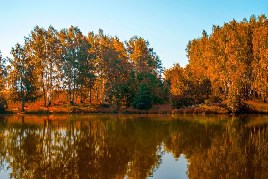 Toàn bộ không gian phủ đầy những chiếc lá đỏ