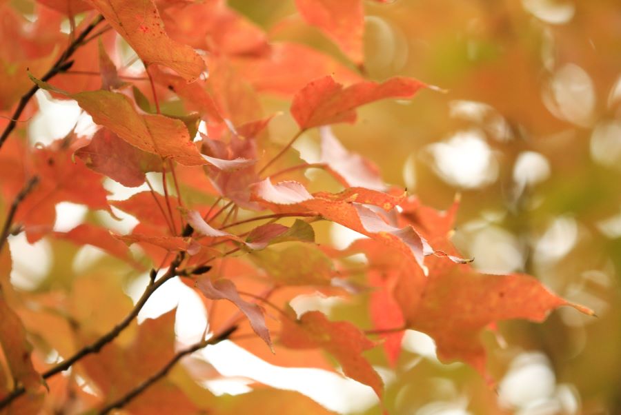 Du khách có thể chiêm ngưỡng không gian đẹp